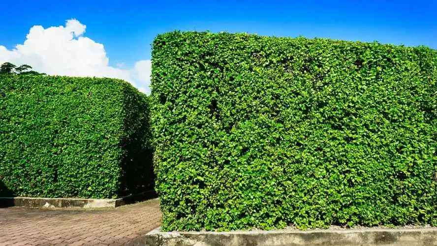 花槽园林景观设计