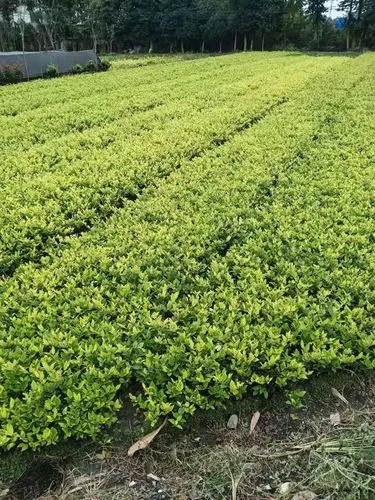 拆迁安置房绿化工程费用谁出